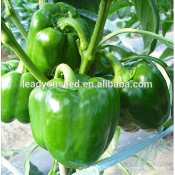 MSP24 Liangli f1 híbrido chino semillas de pimiento dulce proveedor